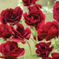 Лапчатка Фламбе