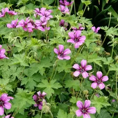 Герань гибридная Сью Круг