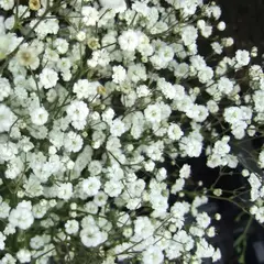 Гипсофила метельчатая