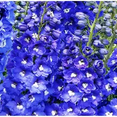 Дельфиниум высокий Арлекин