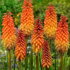 Книфофия гибридная Альказар