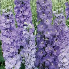 Дельфиниум гибридный Мэджик Фонтейн Лавендер Вайт Би