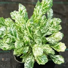 Живучка ползучая Спаклер