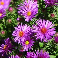 Астра Пёпл Бьюти