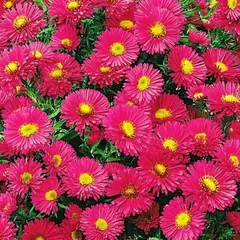 Астра Старлайт