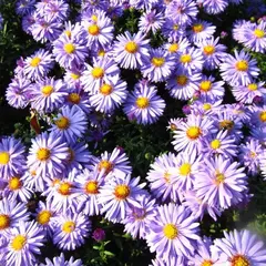 Астра Профессор Антон Киппенберг