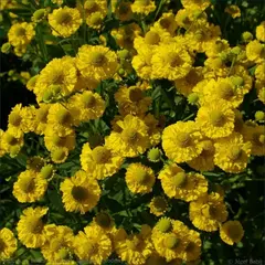 Гелениум Дабл Трабл