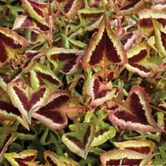 Горец мелкоголовый Перпл Фэнтэзи