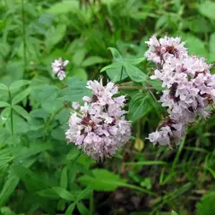 Душица Маргарита