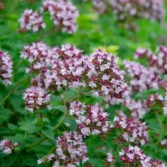 Душица обыкновенная Пончо