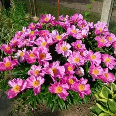 Пион молочноцветковый Денсинг Батерфляй