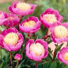 Пион молочноцветковый Боул оф Бьюти