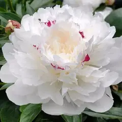 Пион молочноцветковый Фестива Максима