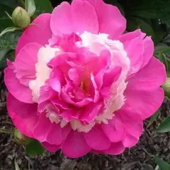 Пион молочноцветковый Пинк Камео