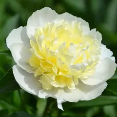 Пион молочноцветковый Лаура Десерт