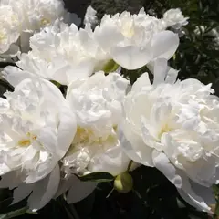 Пион молочноцветковый Дюшес де Немур