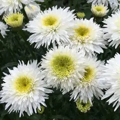 Нивяник великолепный Фиона Гогхилл