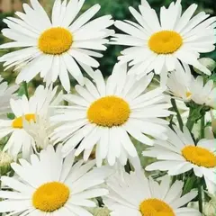 Нивяник наибольший Аляска