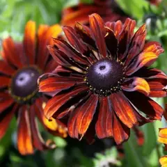 Рудбекия волосистая Морено