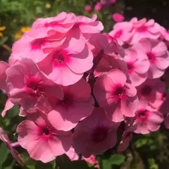 Флокс метельчатый Джеффс Пинк