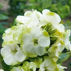 Флокс метельчатый Грин Экспектейшнс