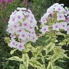 Флокс метельчатый Крем де ла Менте