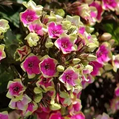 Флокс метельчатый Майкс Чойс