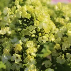 Флокс метельчатый Саншайн