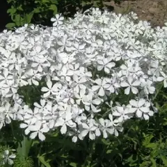 Флокс растопыренный Уйат Парфюм