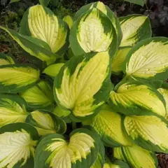 Хоста Джорджия Суитхарт