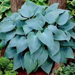 Хоста Канадиан Блю