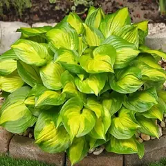 Хоста Мама Мия