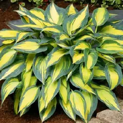 Хоста Мэджик Айленд