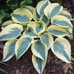 Хоста Отем Фрост