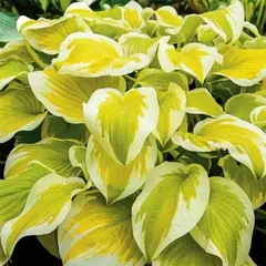 Хоста Спринг Морнинг