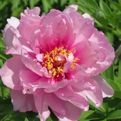 Пион ИТО-гибрид Фёрст Арривал