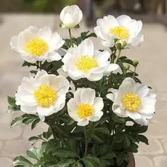 Пион молочноцветковый Дублин