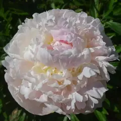Пион молочноцветковый Блаш Квин