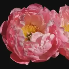 Пион молочноцветковый Корал Суприм