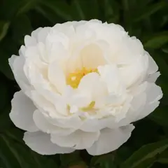 Пион молочноцветковый Гардения