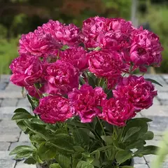 Пион молочноцветковый Лондон