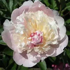 Пион молочноцветковый Мадам Кало