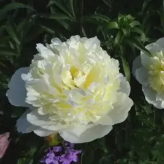 Пион молочноцветковый Лаура Дессерт
