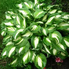 Хоста Медиовариегата