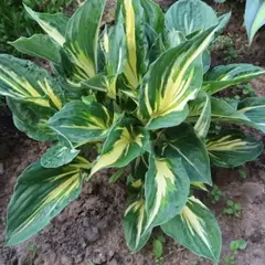 Хоста Клиффорд Стингрей