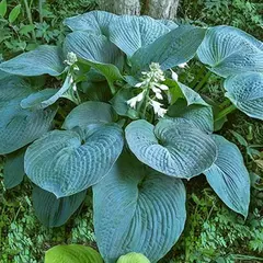 Хоста Блу Амбреллаз