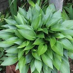 Хоста Дэвон Грин