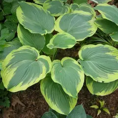 Хоста Эс Энджел