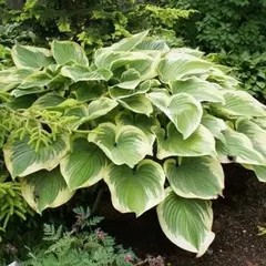 Хоста Файнал Виктори