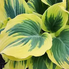 Хоста Либерти/C3